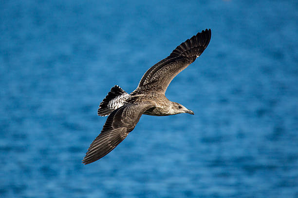 Sea Bird Shearwater bird arctic loon stock pictures, royalty-free photos & images