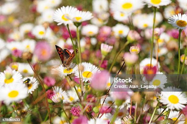 Mariposa De Cobre Pequeña U K Foto de stock y más banco de imágenes de Aire libre - Aire libre, Animales salvajes, Flor