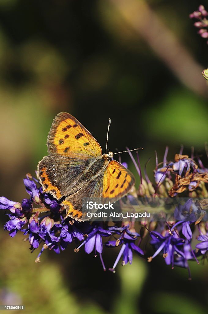 Small copper butterfly, U. K. - Zbiór zdjęć royalty-free (Bez ludzi)