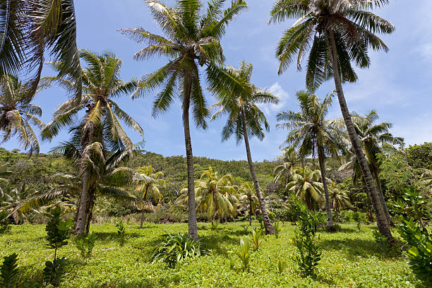istock Vegetation of Seychelles 478060796