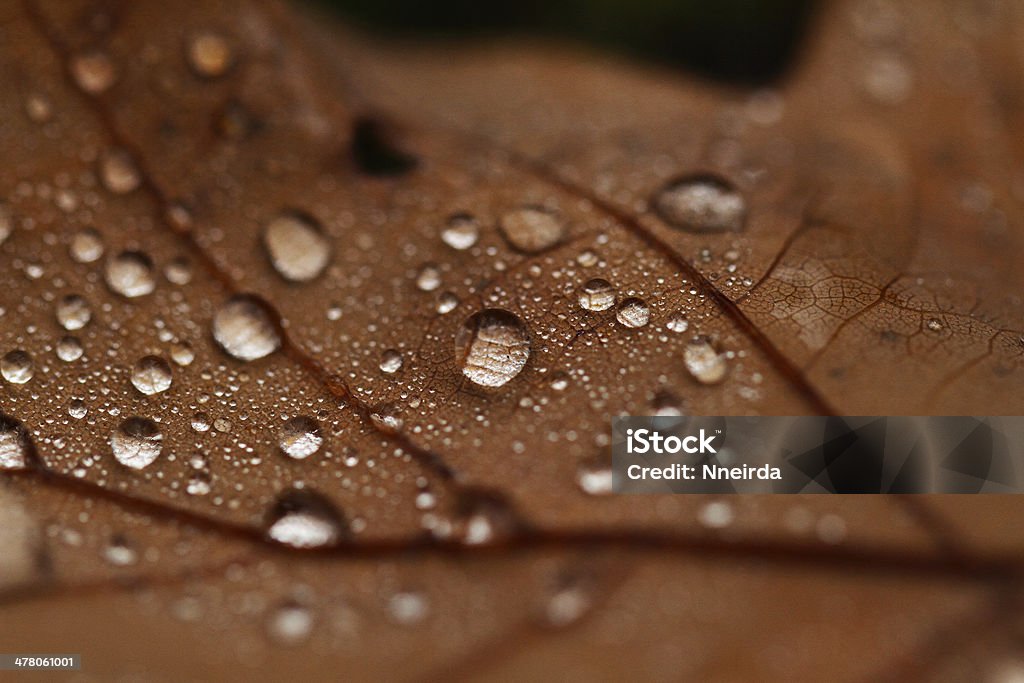 Fallen leaves Couvert et pluie - Photo de Antiquités libre de droits