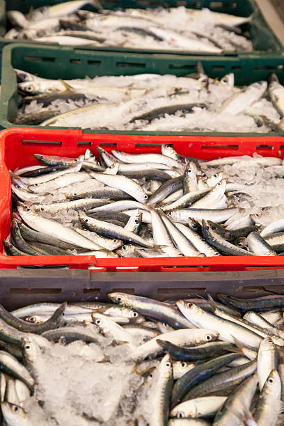 istock Fresh sardines, mackarels catch,close up 478061097