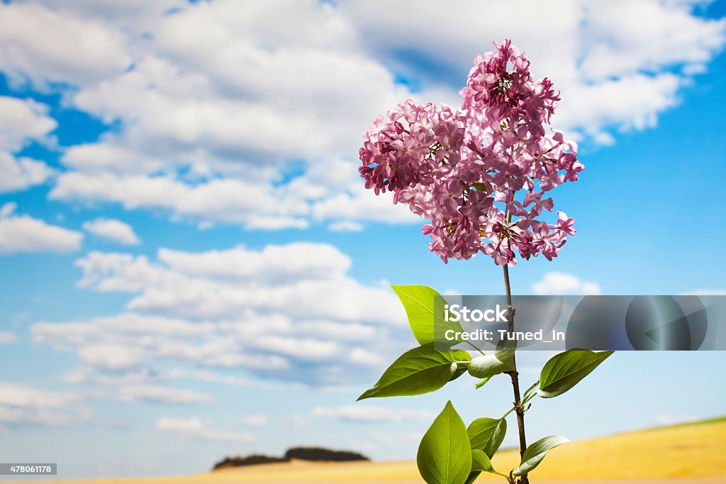 Lilac, clouds and sunshine, field 2015 Stock Photo