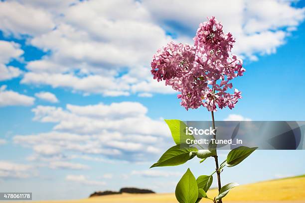 Lilac Clouds And Sunshine Field Stock Photo - Download Image Now - 2015, Agricultural Field, Blossom