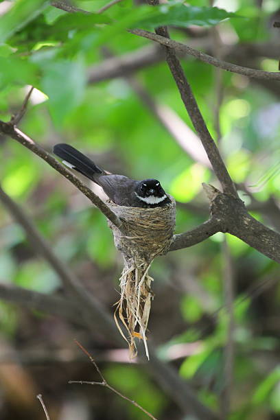 istock Pied Fantail hatched eggs on a branch 478061350