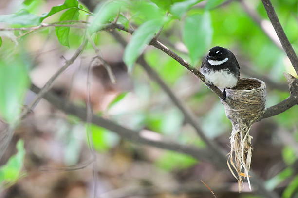 istock Pied Fantail hatched eggs on a branch 478061362