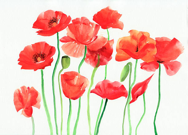 Watercolor painting of red poppies vector art illustration