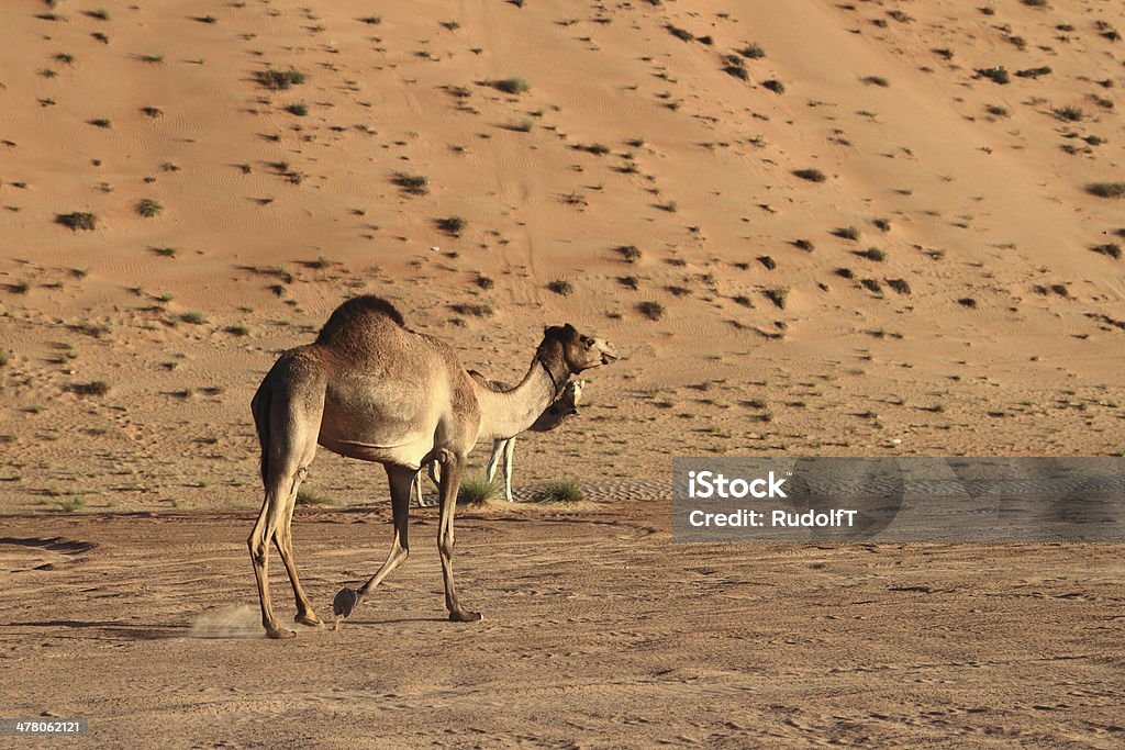 Camels - Photo de Animaux de safari libre de droits