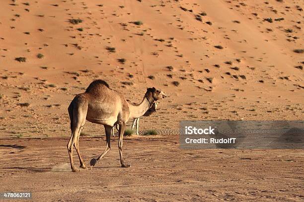 Photo libre de droit de Camels banque d'images et plus d'images libres de droit de Animaux de safari - Animaux de safari, Animaux domestiques, Arabie