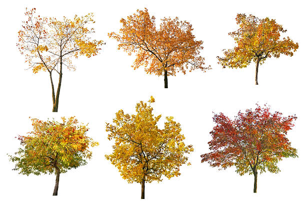 istock set of six golden fall trees on white 478062161