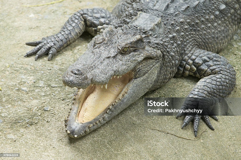 Alligator Close up of an Alligator Alligator Stock Photo