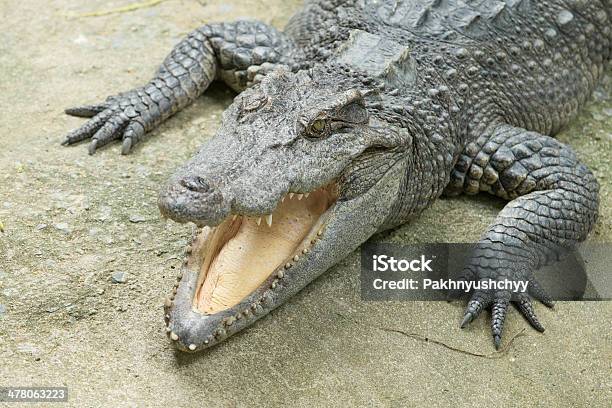 Alligator Stock Photo - Download Image Now - Alligator, Animal, Animal Wildlife