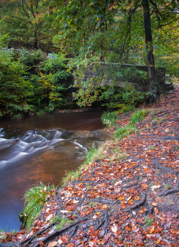 traditional yorkshire stone bridge over amoorland stream flowing through an autumn woodland landscape