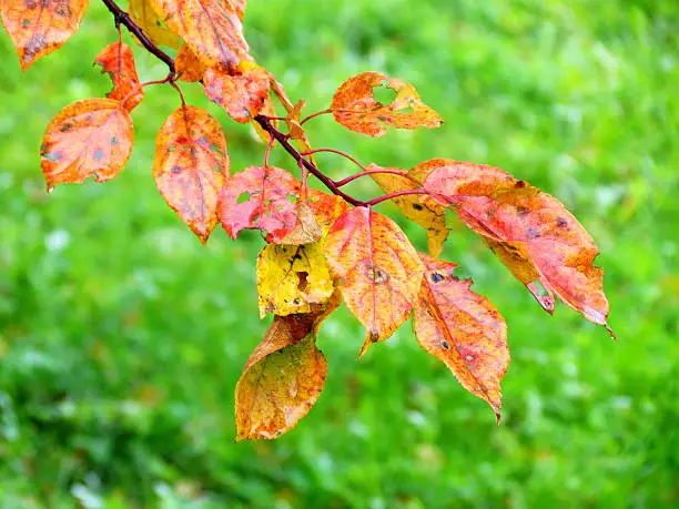 Autumn has ed sheet in wood on tree