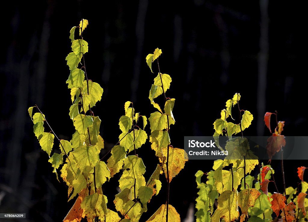 Outono etudes - Foto de stock de Adulto maduro royalty-free