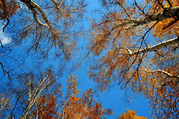 Autumn has ed sheet in wood on tree