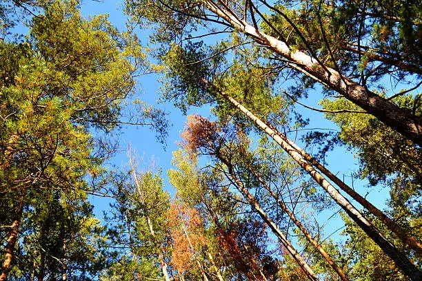 Autumn has ed sheet in wood on tree