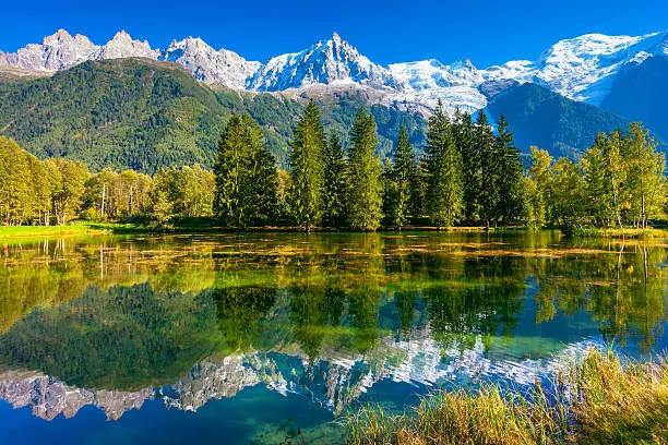 Early fall in Shamoni,  France. The snow-covered Alps and evergreen fir-trees are reflected in lakeThe snow-covered Alps and evergreen fir-trees are reflected in lake. Early fall in Chamonix, Haute-Savoie. France