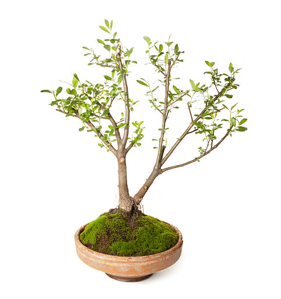 Privet bonsai Privet bonsai isolated on white background with clipping path chinese banyan bonsai stock pictures, royalty-free photos & images