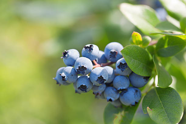 Close-up of Blueberry Cluster on the Bush