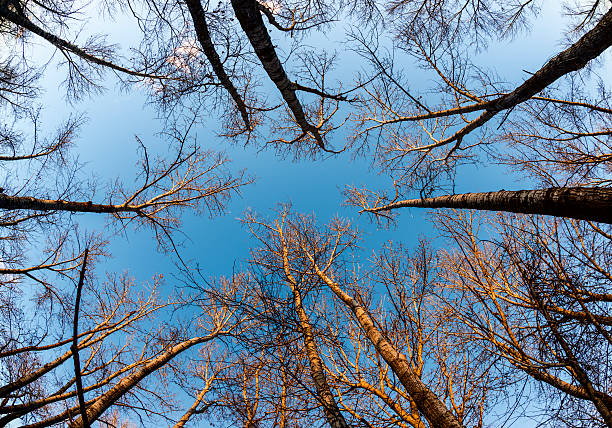 зимние деревья - bare tree environment nature boise стоковые фото и изображения