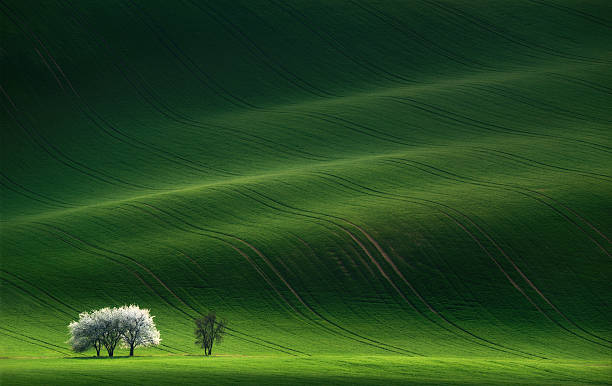 白色春花咲く木々を背景に、緑の丘 - landscape hill green grass ストックフォトと画像