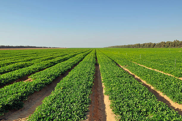 Peanuts fields fields of peanut plants peanut crop stock pictures, royalty-free photos & images