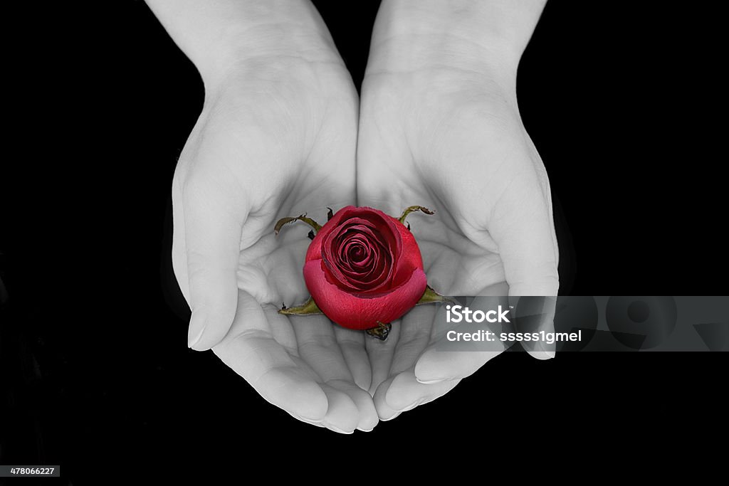Красная роза - Стоковые фото Абстрактный роялти-фри