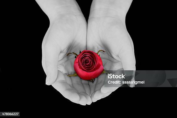 Красная Роза — стоковые фотографии и другие картинки Абстрактный - Абстрактный, Годовщина, Горизонтальный