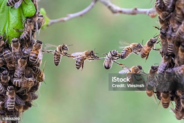 Vertrauen In Teamarbeit Der Bienen Schwärmen Verbindet Zwei Biene Teilen Stockfoto und mehr Bilder von Biene