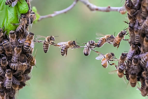 trust in teamwork of bees bridging two bee swarm parts - bee stockfoto's en -beelden