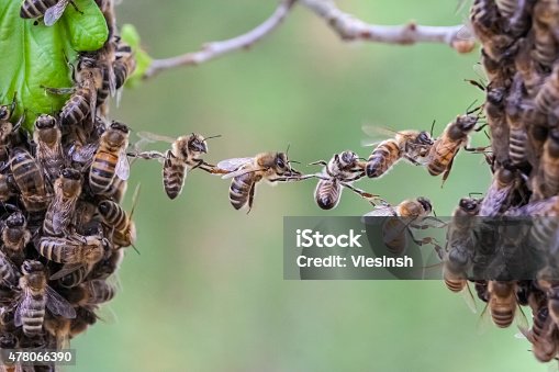 istock Trust in teamwork of bees bridging two bee swarm parts 478066390