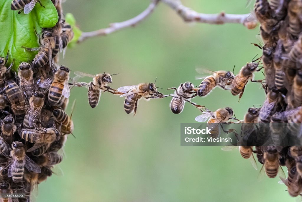 Trust in teamwork of bees bridging two bee swarm parts Trust in teamwork of bees linking two bee swarm parts. Bees make metaphor for business, concept of teamwork, partnership, cooperation, trust, community, bridging the gap, bridge, link, chain, nature. Bee Stock Photo