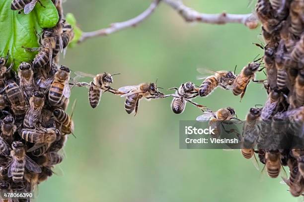 Trust In Teamwork Of Bees Bridging Two Bee Swarm Parts Stock Photo - Download Image Now