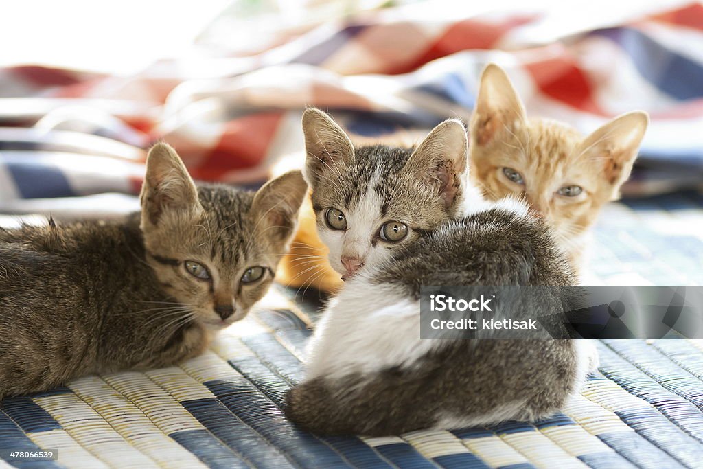 kitty triple - Foto de stock de Aire libre libre de derechos