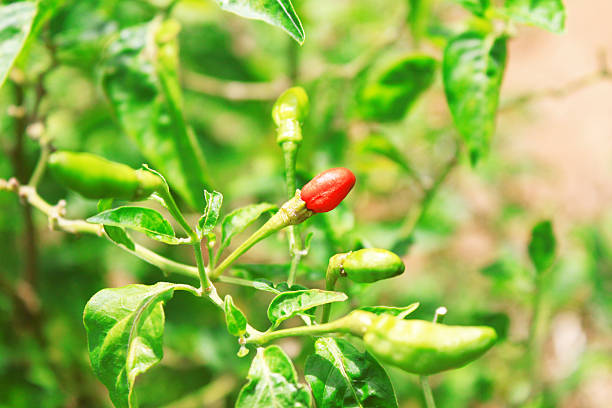 istock Hot pepper plants growing in a vegetable garden 478066606