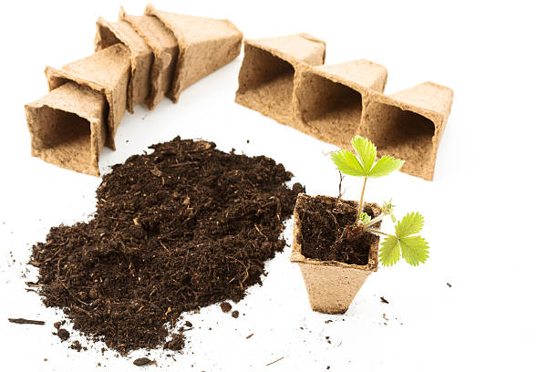 istock Strawberry plant, soil, peat pots on white background 478066908