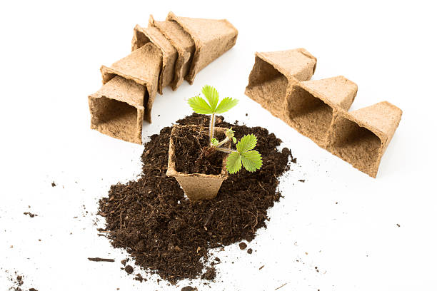 istock Strawberry plant, soil, peat pots on white background 478066942