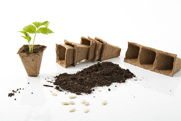 istock Raspberry plant, soil, peat pots and seeds on white background 478067022
