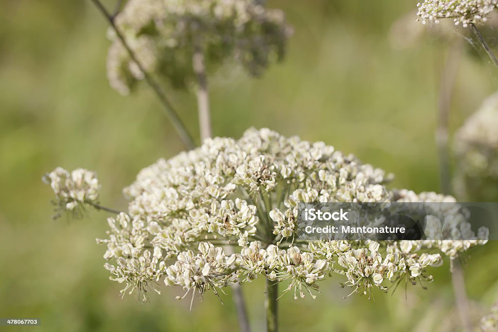 Wild Angelica (A. sylvestris) - Lizenzfrei Blatt - Pflanzenbestandteile Stock-Foto