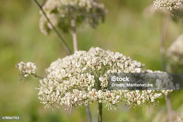 Wild Angelica - Fotografias de stock e mais imagens de Angélica - Angélica, Ao Ar Livre, Beleza natural