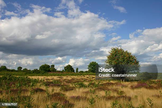 Foto de Heather Em Flor Snape Warren Suffolk e mais fotos de stock de Agosto - Agosto, Arbusto, Azul