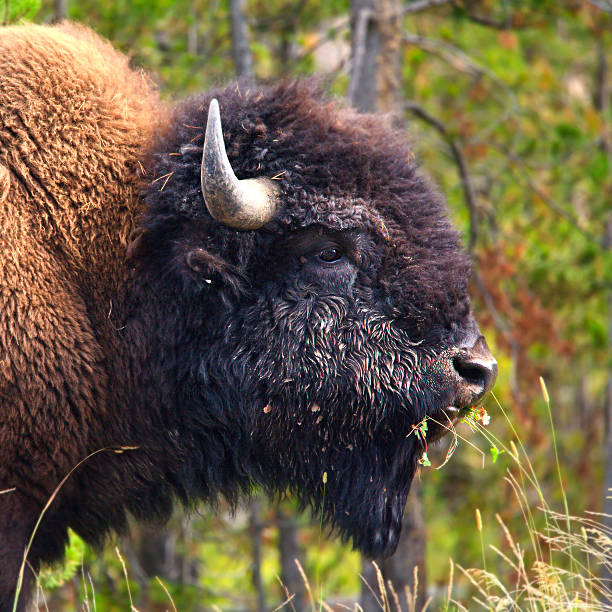 Bison nord-américain/Buffalo - Photo