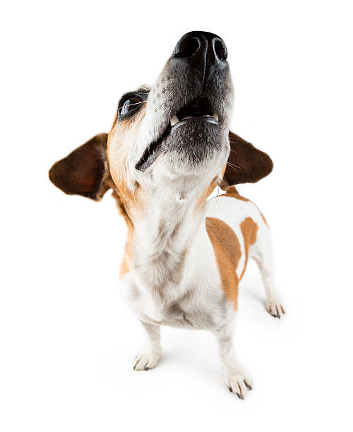 istock Funny small dog Jack Russell terrier lifted head up 478070880