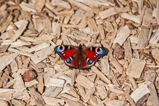 Butterfly on Wood Chips