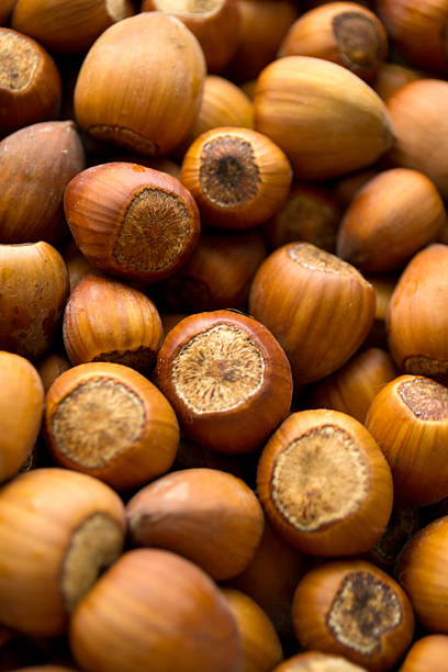 lot of hazelnuts stock photo