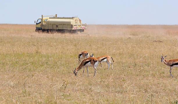 istock tanker behind grazing gazelles 478072587