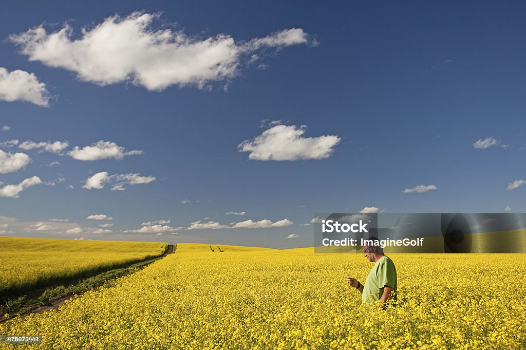 Un agriculteur debout dans un champ de colza - Photo de Examiner libre de droits