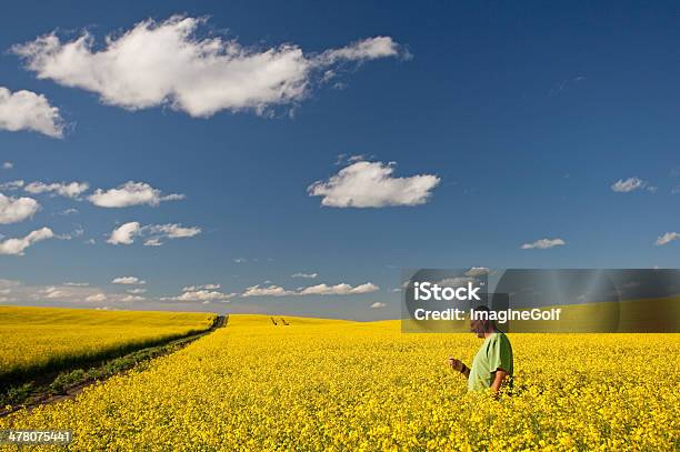 Photo libre de droit de Un Agriculteur Debout Dans Un Champ De Colza banque d'images et plus d'images libres de droit de Examiner - Examiner, Canola, Culture agricole