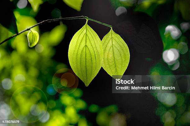 Grüne Blätter Stockfoto und mehr Bilder von Biogas - Biogas, Abstrakt, Biomasse - Erneuerbarkeit